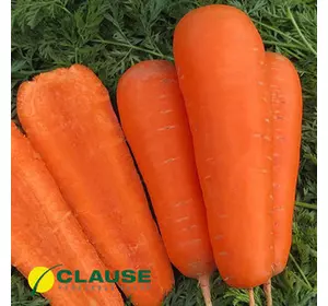 Насіння моркви Болівар F1 1,4-1,6), 100000 насіння — тип Шантане, (Clause)
