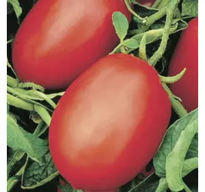 Насіння томату Ріо Фуего (Rio fuego)/Lark seeds, 500 г — дуже щільний, сливовидної форми