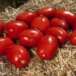 Насіння томату Деріка F1, 50 шт— детермінантний, сливовидний, Kitano Seeds, дійсний до 2024 року, УЦІНКА