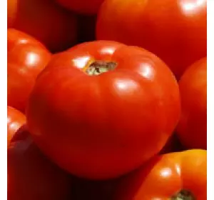 Насіння томата Бобкат F1, 1000 насіння — середньо-ранній, червоний, детермінантний, круглий, Syngenta