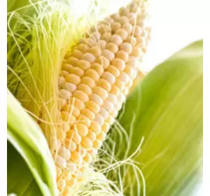 Насіння кукурудзи Бондюелька F1, 1 кг — рання цукрова кукурудза, суперсолодка