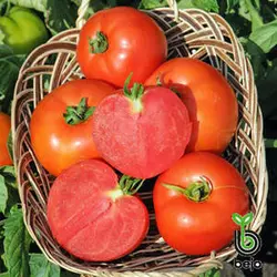 Насіння томату Полфаст F1, 100 шт — ультра-ранній (54-58 днів) червоний, детермінант, Bejo Zaden