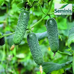 Насіння огірка Мадіта F1 (Seminis, САДИБА ЦЕНТР), 10 насіння — ультрараний гібрид (40-45 днів), партенокарпік
