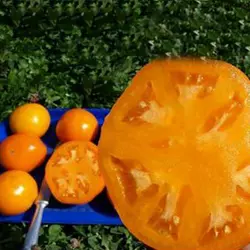 Насіння томату Хурма, 30 насінин — ранній сорт (115-125 дн), Елітний ряд
