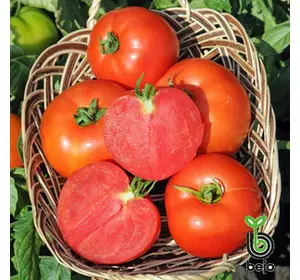 Насіння томату Полфаст F1, 1000 шт — ультра-ранній (54-58 днів) червоний, детермінант, Bejo Zaden