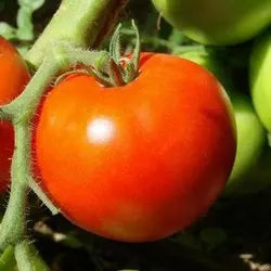 Насіння томату Дністровський червоний F1, 20 насінин — ранній (90-95 дн), Елітний ряд, дійсний до 01.22, УЦІНКА