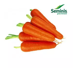 Насіння моркви Абако F1/Seminis, 1 млн насіння/1000000 сем — ранній гібрид, тип Шантане, фр. 1,4-1,6