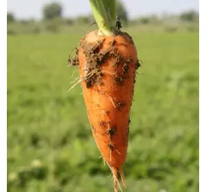 Насіння моркви Ред Кор Шантане (Nunhems) 1 кг — середньоранне сортове (78-86 днів), тип Шантане