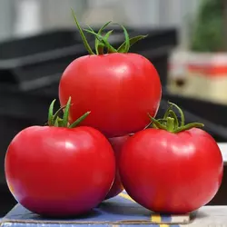 Насіння томату Пінк Клер F1, 500 насінин — високорослий, рожевий, Hazera