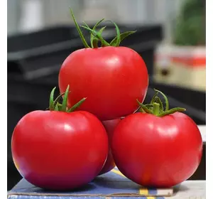 Насіння томату Пінк Клер F1, 500 насінин — високорослий, рожевий, Hazera