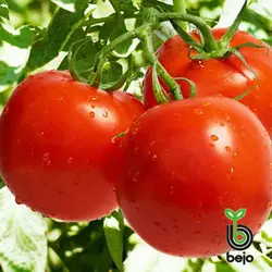 Річі F1 насіння томата, 0,05 г — ранній (62-65 дн), детермінантний, круглий Bejo