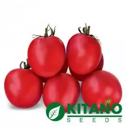 Асвон F1 насіння томату, 1000 насіння — ранній (95-100 днів), детермінантний Kitano Seeds