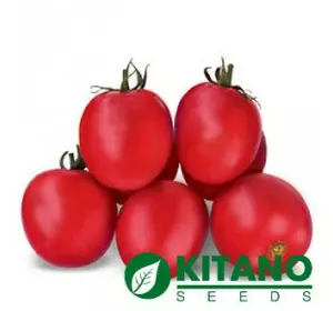 Асвон F1 насіння томату, 1000 насіння — ранній (95-100 днів), детермінантний Kitano Seeds