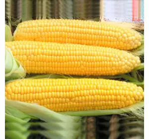 Насіння цукрової кукурудзи Драйвер F1 / Draiver F1, 50 000 насіння — суперсолодка