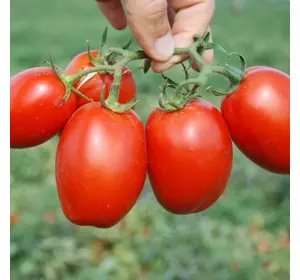Насіння томата П'єтрароса F1 (Clause) 5000 семе — середній (115 днів), червоний, детермінантний, овальний