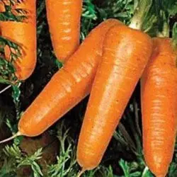 Насіння моркви Редко (Syngenta), 100000 насіння/100 тис. насіння — середньопоздня сортова (100-110 днів)