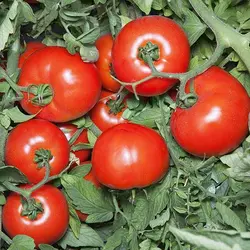 Насіння томату Хайд F1, 10 шт— детермінантний, середньостиглий кущовий, Kitano Seeds, дійсний до 2024 року, УЦІНКА
