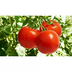 Насіння томату Катюша Нова F1, 1 г — ранній (80 дн), Елітний ряд