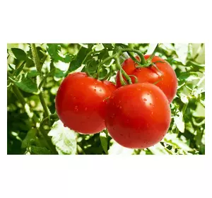 Насіння томату Катюша Нова F1, 1 г — ранній (80 дн), Елітний ряд
