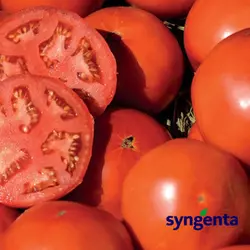БОБКАТ F1 / BOBCAT F1, насіння 20 — томат детермінантний, Syngenta, дійсний до 05.2022, УЦІНКА