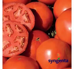 БОБКАТ F1 / BOBCAT F1, насіння 20 — томат детермінантний, Syngenta, дійсний до 05.2022, УЦІНКА