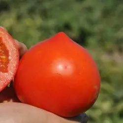 Насіння томату Каста F1/ Супернова F1, 50 насіння — раннє (65 днів), червоне, детермінантне, кругле