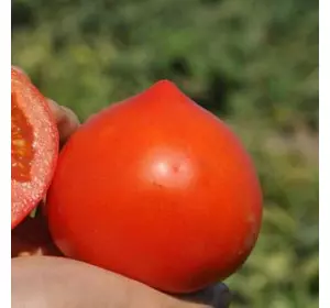 Насіння томату Каста F1/ Супернова F1, 50 насіння — раннє (65 днів), червоне, детермінантне, кругле