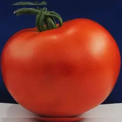 Насіння томату Верона F1, 20 насінин — ранній (95-98 дн), Елітний ряд
