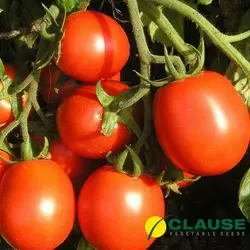 Насіння томата Форсаж F1 1000 насінин (Clause) — середньоранній (65-70 днів), низькорослий томат