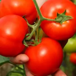 Інтерленд F1 насіння томату, 1000 насінин - ранній, детермінантний, Nunhems