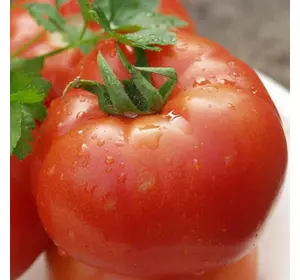 Насіння томату Полбиг F1, 15 нас — ранній (62-65 дня), червоний, детермінантний, круглий, LEDAAGRO
