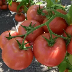 Насіння томату Кібо F1, 10 шт— індетермінантний, ранній, рожевий, Kitano Seeds, дійсний до 2024 року, УЦІНКА