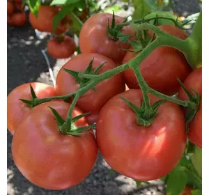 Насіння томату Кібо F1, 10 шт— індетермінантний, ранній, рожевий, Kitano Seeds, дійсний до 2024 року, УЦІНКА