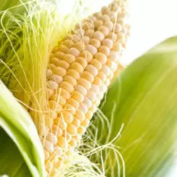Насіння кукурудзи ГСС 3071 F1, 1 кг — рання цукрова кукурудза, суперсолодка