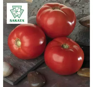 Насіння томату Белла Роса F1/SAKATA, 1000 сем. — детермінантне, салатне, великоплідне