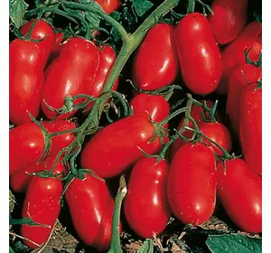 Насіння томату Інкас F1, 50 сем — ранній, червоний, детермінантний, вершка, LEDAAGRO