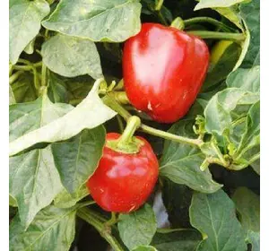 Подарунок Молдови насіння перцю, 30 насінин — перець солодкий, конічний (Елітний ряд)