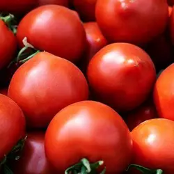 Меланет F1 насіння томата, 500 насіння — ранній гібрид, напівдетермінантний