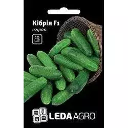 Кибрия F1 насіння огірки, 10 насінин — партенокарпічний, ранній, LEDAAGRO