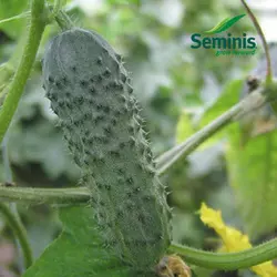Насіння огірка Меренга F1 (Seminis), 250 насіння — ультрараний гібрид (38-40 днів), партенокарпік
