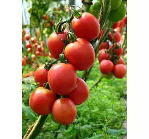 Насіння томату Де Барао F1, 30 насінин — Середньопізній (110-125 дн), рожевий , дійсний до 01.24, УЦІНКА