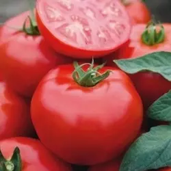 Насіння томату Томск F1 (2018) 1000 насіння — середньо-ранній (70-75 днів), детермінантний, круглий Bejo