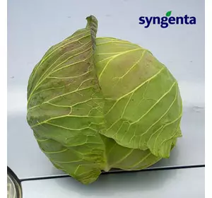 Насіння капусти Девотор F1 (Syngenta) 2500 насіння — середньо-здобень гібрид (120-125 днів), білочане.