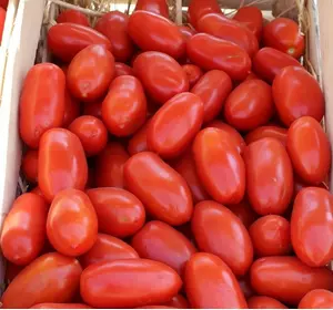 УЛІССЕ F1/ULISSE F1, 20 насіння — томат детермінантний сливоподібний, Syngenta