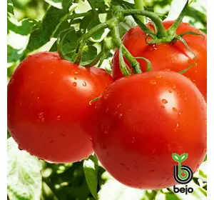 Річі F1 насіння томата, 5 г — раннє (62-65 дня), детермінантне, кругле Bejo
