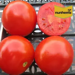 Насіння томату Солероссо F1, 1000 насіння — ультраранній (90-95 дн)