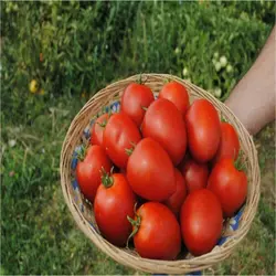Наміб F1 насіння томата, 1000 сем — детермінантний, ранній, вершок, Syngenta