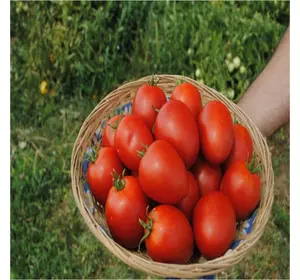 Наміб F1 насіння томата, 1000 сем — детермінантний, ранній, вершок, Syngenta