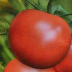 Насіння томату Камелія F1, 20 насінин — ранній (95 - 98 дн), Елітний ряд, дійсний до 2021 року, УЦІНКА