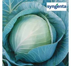 Насіння капусти Триперіо F1 (Syngenta), 2500 насіння — середньо-здобень гібрид (70-75 днів), білочане.